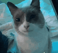 Scared Cat GIF