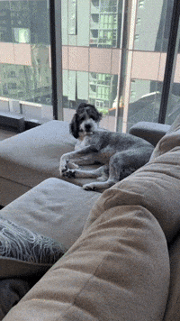 LaniOfHayes excuse me woke up like this bernedoodle laniofhayes GIF