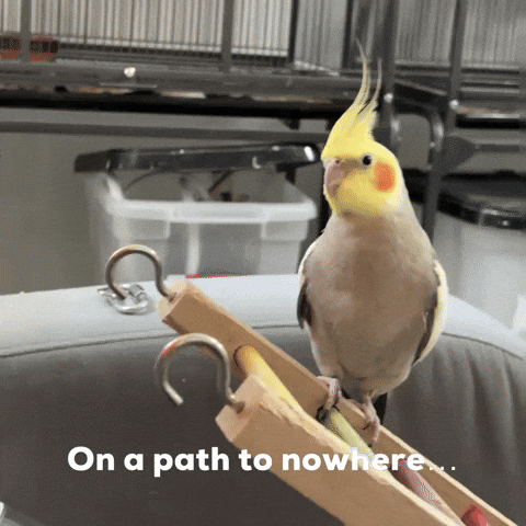 Confused Bird GIF