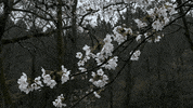 Cherry Blossom Flowers GIF