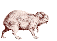 JeugdwerkGent christmas capybara jeugdwerkgent Sticker