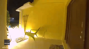 Is Anyone Home? Alligator Stops by Florida Porch at 4:30 in the Morning
