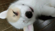 sleepy dogs GIF