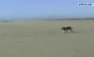 dog running GIF