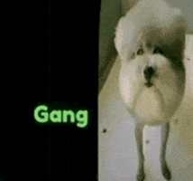 Dog Gang GIF