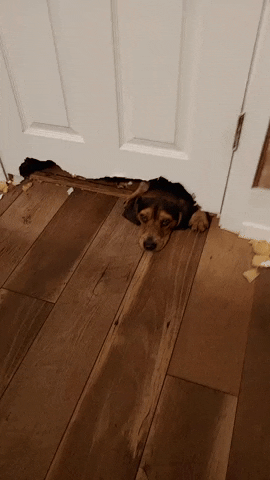 cuteanimalland giphyupload GIF