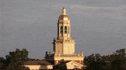 College Bears GIF by Baylor University
