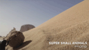 bbc cute animal bbc creature GIF