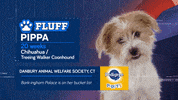 Animal Planet GIF by Puppy Bowl
