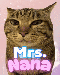Cat Kitty GIF