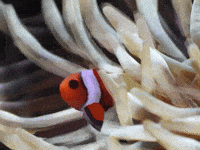 Sea Anemone GIF by Barbara Pozzi