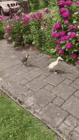 Walking Pato GIF