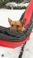 Just Chilling: Dog Enjoys the Snow in Washington as She Swings in Hammock