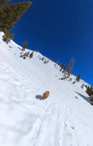 Dog Chases Owner Down Ski Slopes