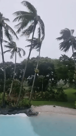 Cyclone Jasper Winds Topple Big Tree in Queensland