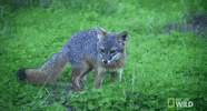 united states of animals GIF by Nat Geo Wild 
