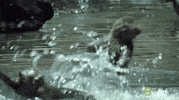 united states of animals GIF by Nat Geo Wild 