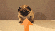 karma ca GIF
