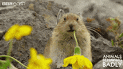 Hungry Food GIF by BBC Earth