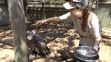 Nursing a Wild Vulture to Health with Cuddles