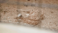 Auckland Zoo Mourns Death of Baby Giraffe