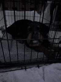 Bad Dog GIF