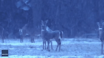 Herd of White-Tailed Deer Spotted Grazing in Wintry Western Minnesota