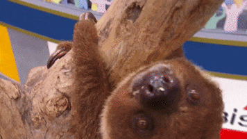 sloth GIF by Puppy Bowl
