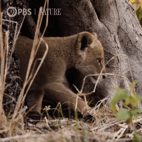 Pbs Nature Lion GIF by Nature on PBS