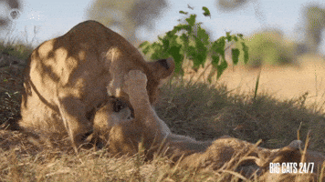 Playing Season 2 GIF by PBS