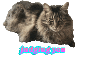 Cat Judging You Sticker