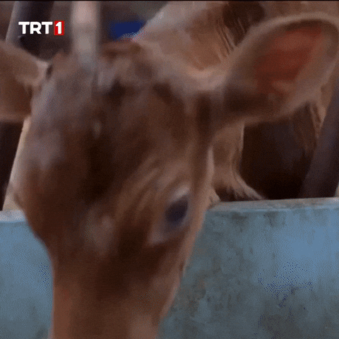 Shock What GIF by TRT