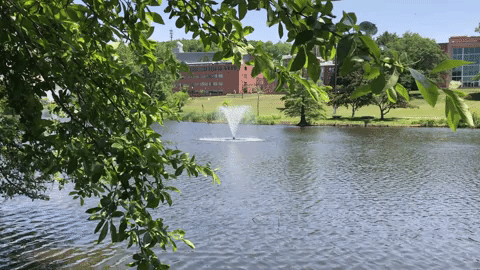 spring campus pond GIF by UMass Amherst