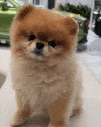Luxury Car Cute Puppy GIF