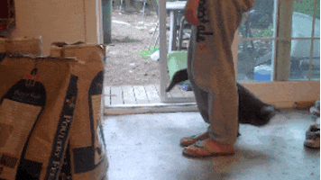 circling cabin fever GIF