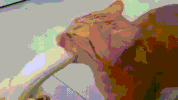 thirst GIF