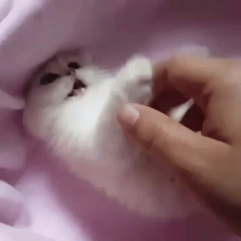 Cat App GIF
