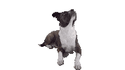 Dogs Hund Sticker by Strauss Financial