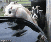 Thirsty GIF