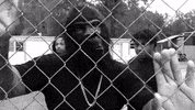 CasanovaRecords chain fence gorillas alabama nick GIF