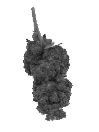 Flowers Cannabis Sticker by PottSmog