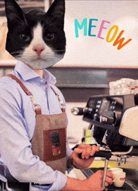 Cat Coffee GIF