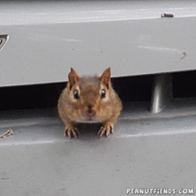 car chirping GIF