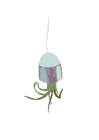 Jellyfish Qualle Sticker