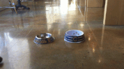 dogs predict the world series GIF by DogVacay