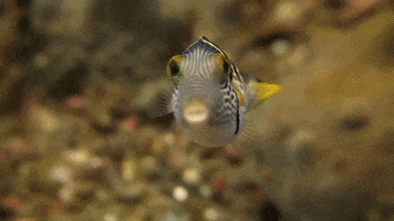 WeAreWater kiss ocean fish lips GIF