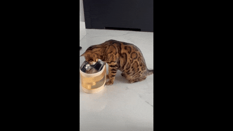 michagruszka giphyupload GIF