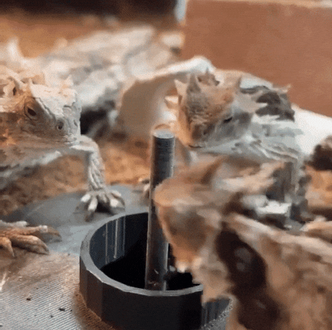 sillyfacegiffy  GIF