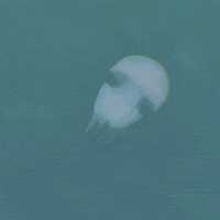 Jelly Fish Sea GIF by ArtTixo