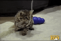 Big Cat GIF by Brookfield Zoo